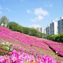 전국 철쭉 축제 일정 정리! 봄나들이 가볼 만한 곳 4 이미지