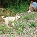 흰둥아 놀자 이미지