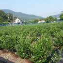 푸르른 농장 이미지