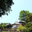 카멜리아 이미지