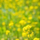 하동 | 🌸 하동 벚꽃 여행 후기 (십리벚꽃길 &amp; 화개장터)