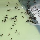 서울직 개미분양 이미지