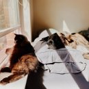 라온반려동물병원 이미지