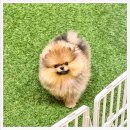 김해 강아지분양 고양이분양 도그하우스 대성점 | 내외동강아지분양 믿음이 가는 도그하우스!