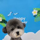 메리몽 펫 그루밍 이미지