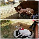 괴강 국민여가캠핑장 이미지