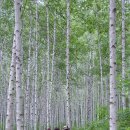 원대리 자작나무숲 이미지