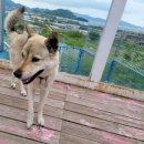 진도애견훈련소 이미지