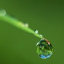 박유석「홍시」 이미지