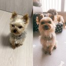 그루밍펫살롱 이미지