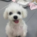 꽃개 | 베르 첫 미용 후기 (상계동 꽃개미용실)