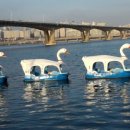 한강오리 이미지