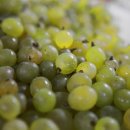 청포도 이미지
