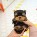 강아지는 내 운명 이미지