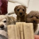 우다다애견 이미지