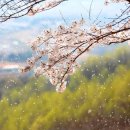 산꽃로 이미지