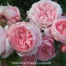 몽생미셀 이미지