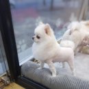 영희와바둑이 애견미용샵 이미지