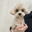 오구오구 펫살롱 이미지