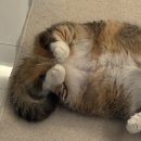 장군PC방 | 백수핑