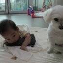 복터진 강아지 이미지