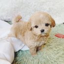 코코독(cocodog) 이미지