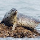 제주 사수도 바닷새류(흑비둘기,슴새)번식지 이미지