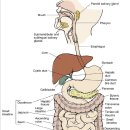 The use of abdominal massage to treat chronic constipation. 만성 변비치료를 위한 마사지 자극 이미지