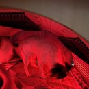 옷빨 | [이천 애견카페] 경기도 가볼만한 곳 추천 애견동반 찜질방 휴일도 이천점 솔직후기