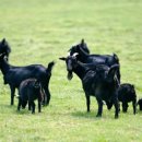 보은염소농장 이미지