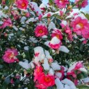 동백여관 이미지