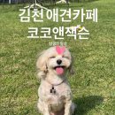 코코앤잭슨 | 천연잔디 운동장이 있는 김천 애견카페 코코앤잭슨 다녀왔어요 !
