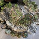 다모아(Damoa) 이미지