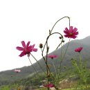 풀잎의집