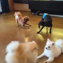 페로하임 이미지