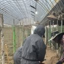 대전 유기견쉼터 대형견500마리 [시온쉼터] 봉사후기