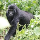 고릴라 이미지