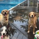 애봉이네 이미지