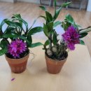 송암농원 이미지