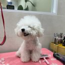 어안이 멍멍 이미지