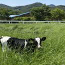 건강한 목장 이미지