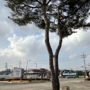 정원가든 | 춘천 신북 카페 넓은 정원 <파머스가든> 추천 후기