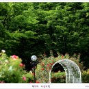 [일산] 2015호수공원 장미축제/백야의 작품 이미지