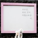 제주아트랜드 | 제주도 애견동반 가능한 제주조각공원 방문 후기