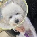 분당파크뷰 동물병원 이미지