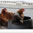 진현농장 이미지