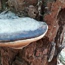 좋은소나무 이미지