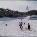 숲속의요정 분점 | 강원도 평창 대관령 숙소 리조트 캠핑 추천 숲속의요정 자연 속에서 힐링하는 공간