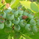 춘추농장 이미지