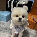 미소애견 미용실 | [비포애프터애견미용학원][신천동]"그냥 곰돌이 아니냐구요? 솜사탕 포메의 대변신"